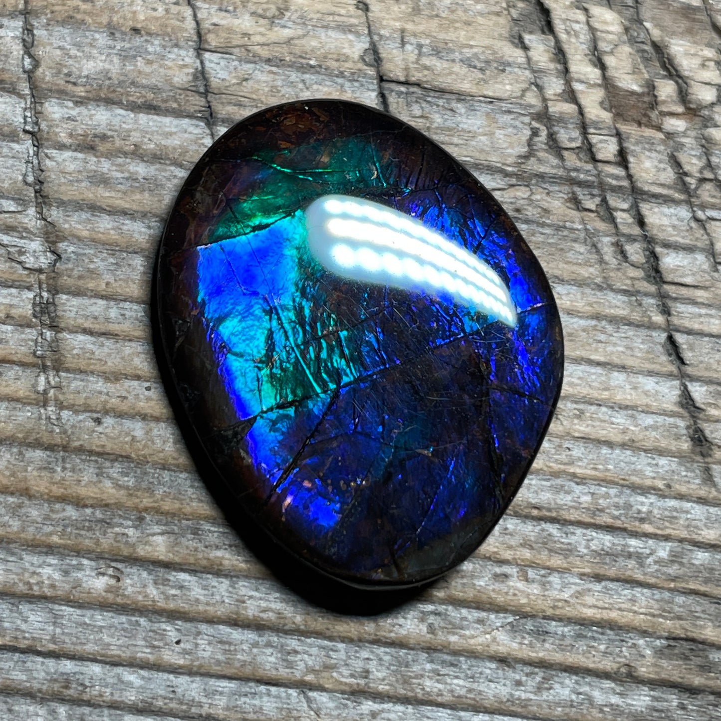 Blue Green Purple Ammolite Gemstone Cabochon Freeform Canadian Ammonite Fossil