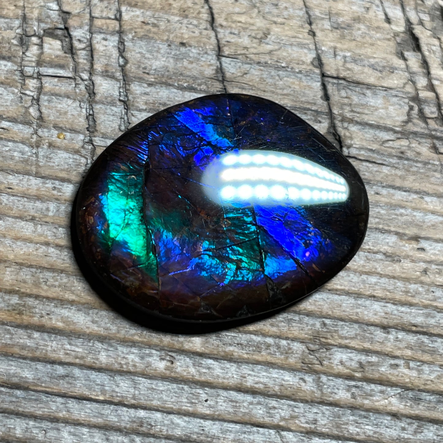 Blue Green Purple Ammolite Gemstone Cabochon Freeform Canadian Ammonite Fossil