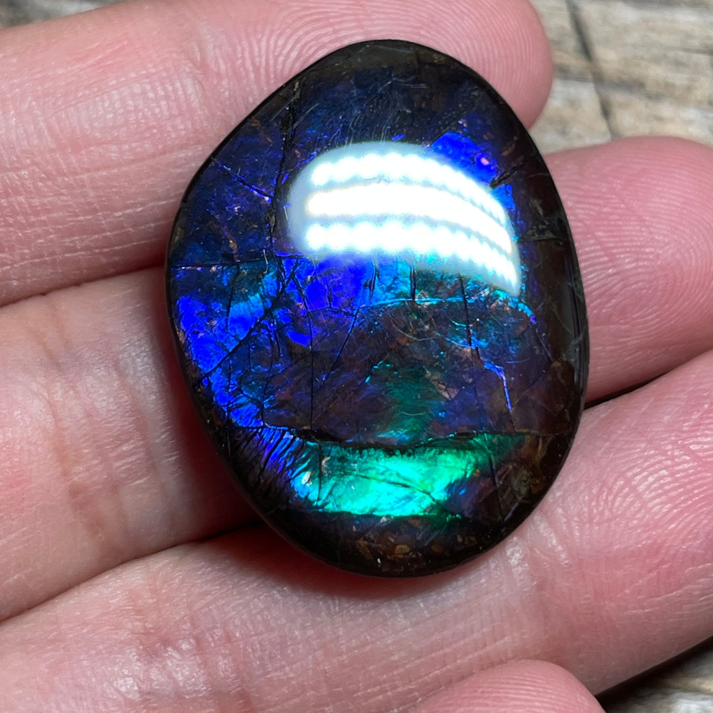 Blue Green Purple Ammolite Gemstone Cabochon Freeform Canadian Ammonite Fossil