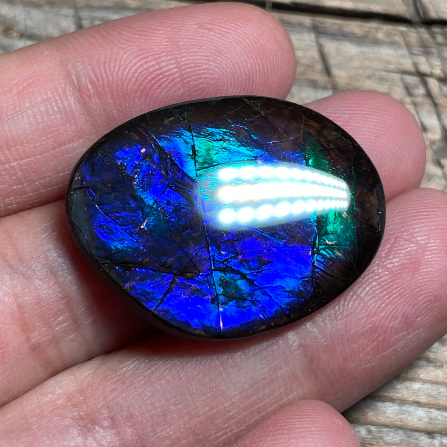 Blue Green Purple Ammolite Gemstone Cabochon Freeform Canadian Ammonite Fossil