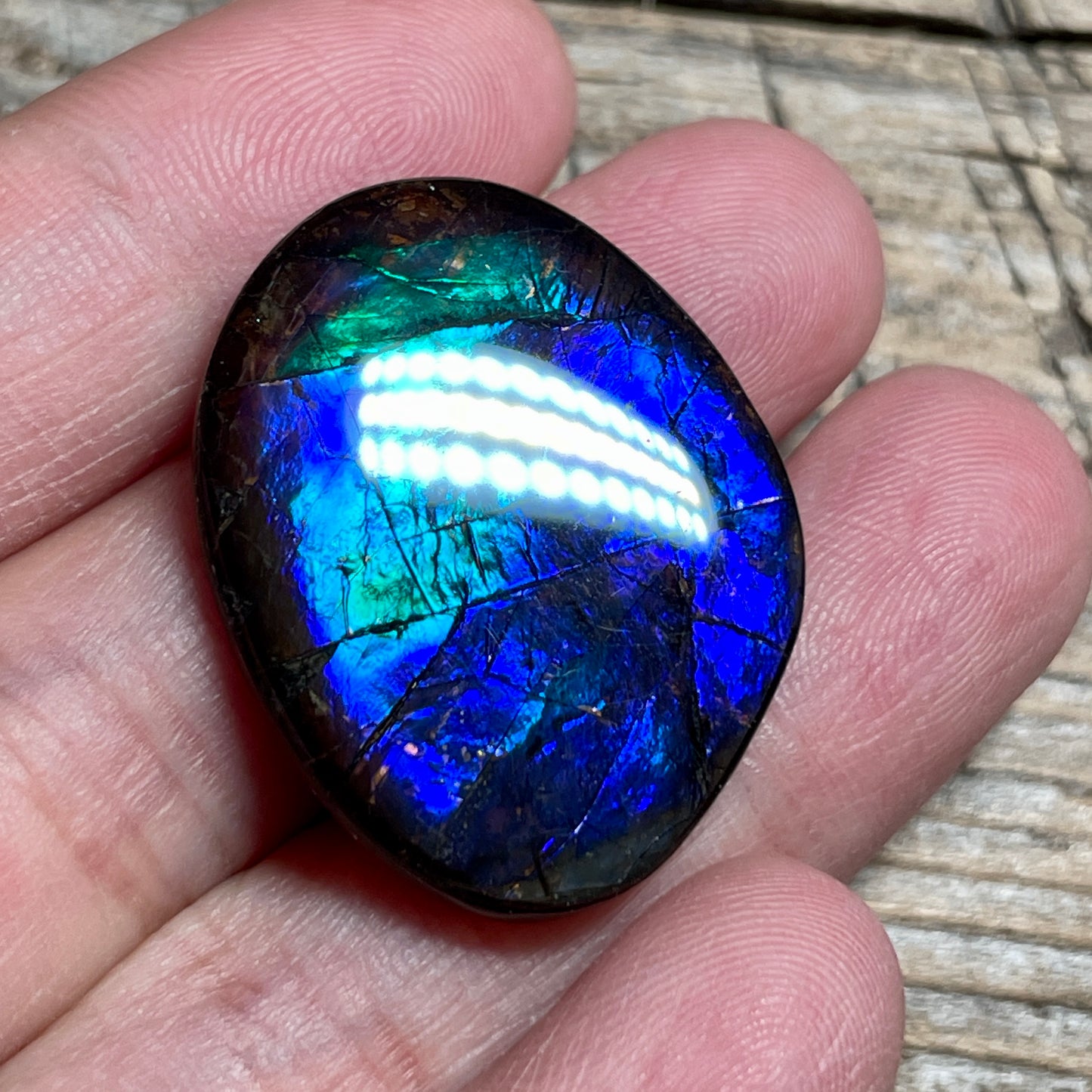 Blue Green Purple Ammolite Gemstone Cabochon Freeform Canadian Ammonite Fossil