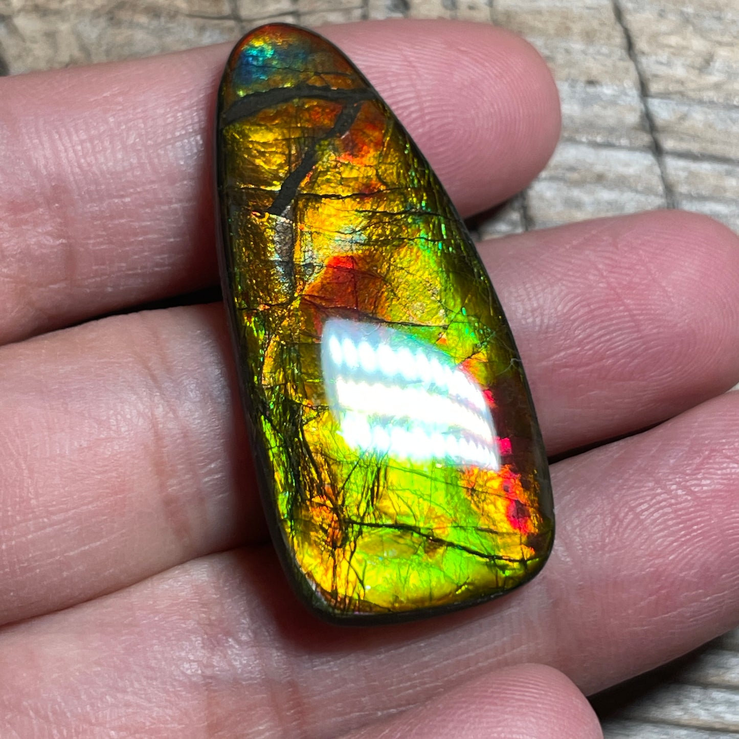 Multicoloured Ammolite Cabochon, Genuine Canadian Ammonite Fossil Jewelry