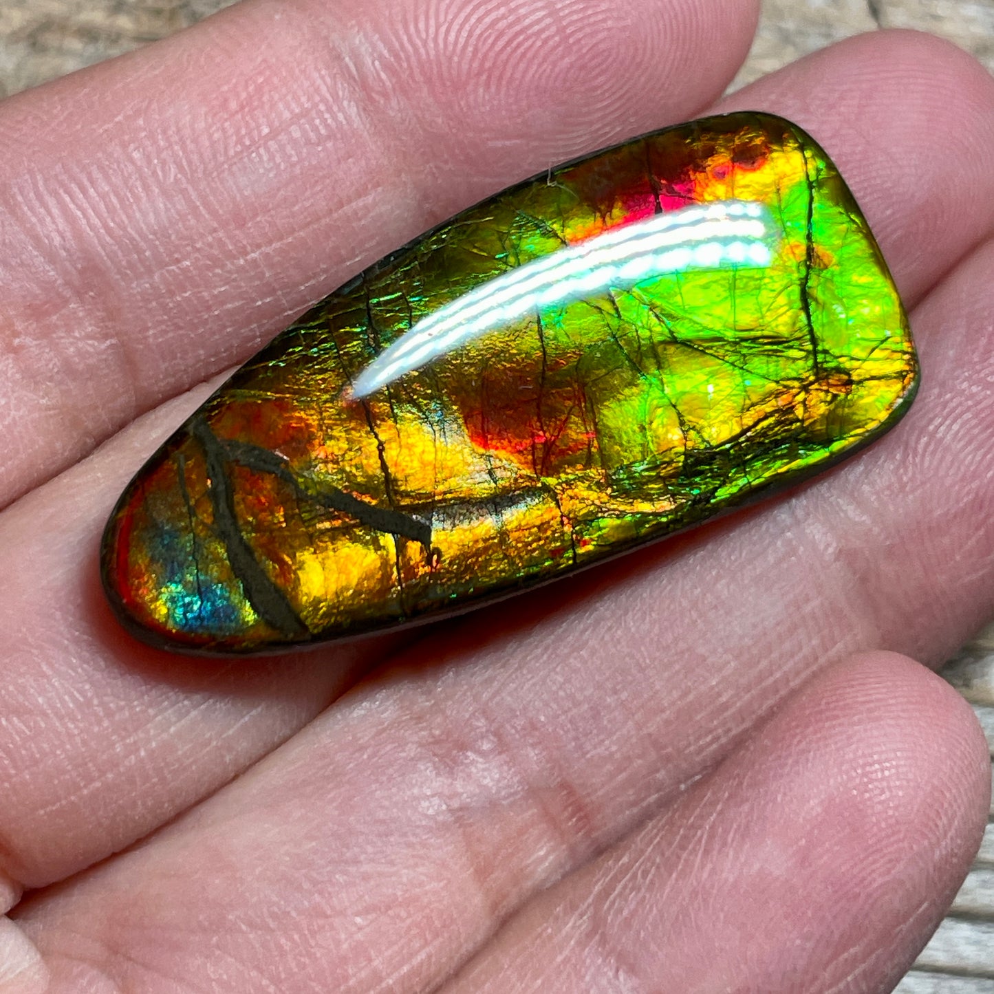 Multicoloured Ammolite Cabochon, Genuine Canadian Ammonite Fossil Jewelry