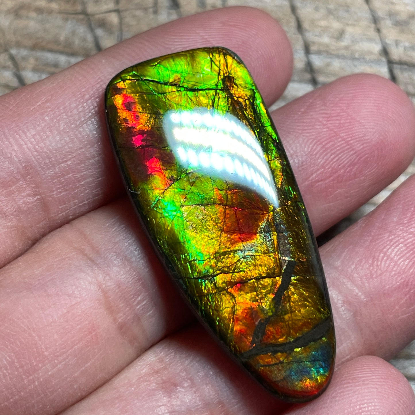 Multicoloured Ammolite Cabochon, Genuine Canadian Ammonite Fossil Jewelry