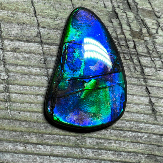 Blue Green Purple Ammolite Gemstone Cabochon Freeform Canadian Ammonite Fossil