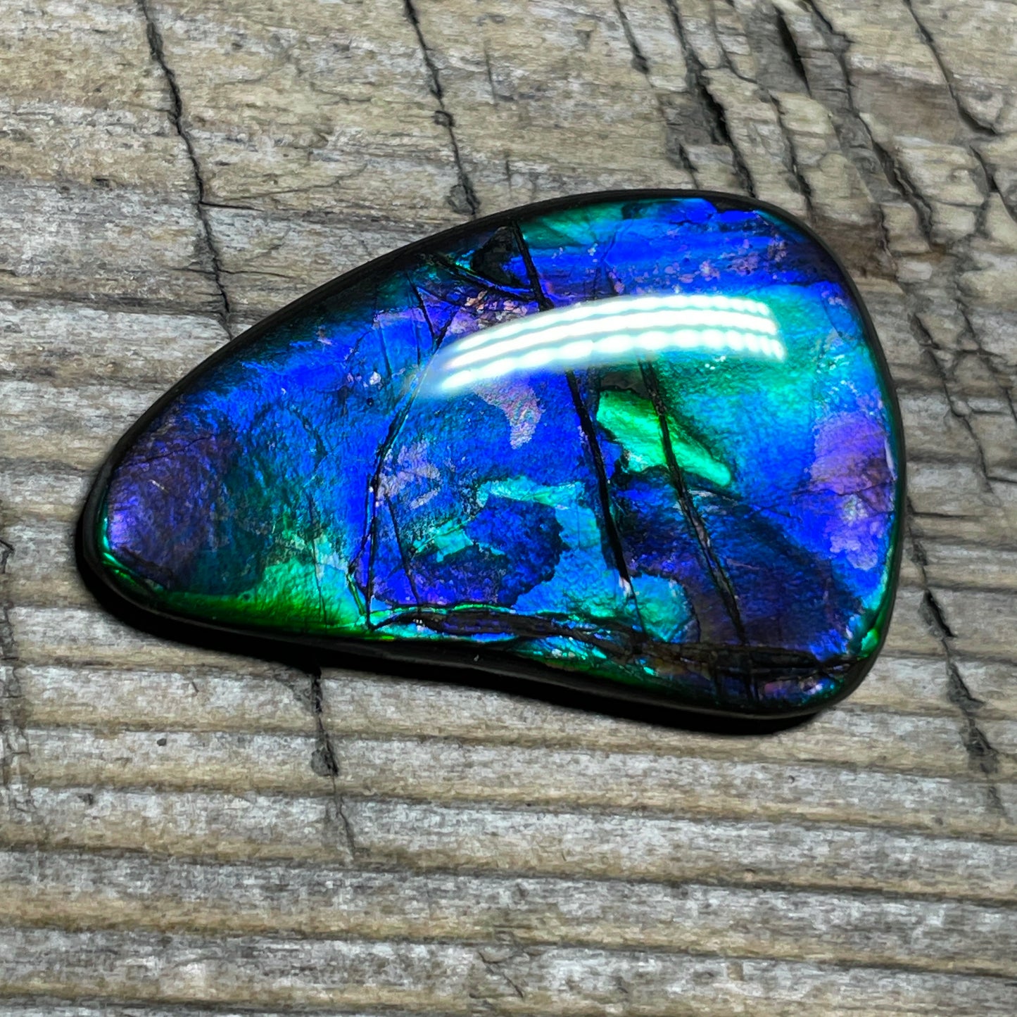 Blue Green Purple Ammolite Gemstone Cabochon Freeform Canadian Ammonite Fossil