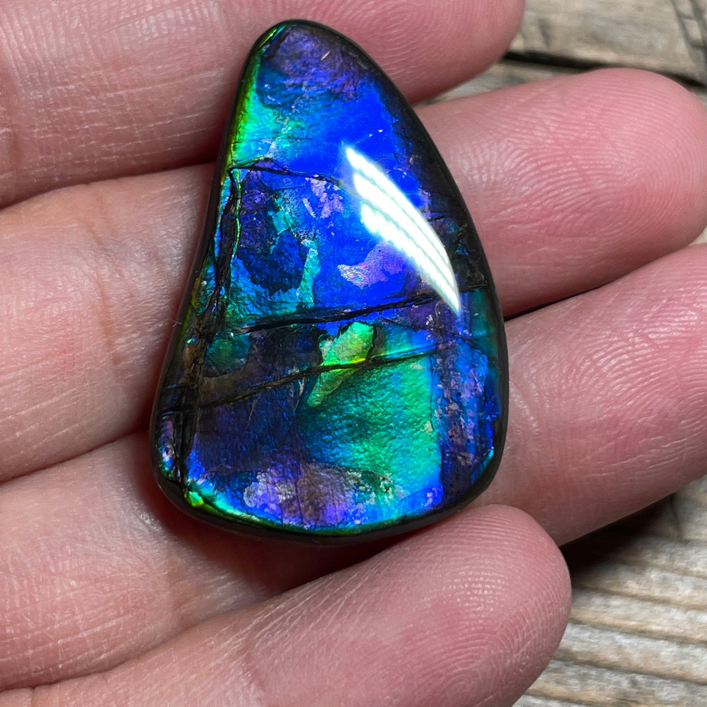 Blue Green Purple Ammolite Gemstone Cabochon Freeform Canadian Ammonite Fossil