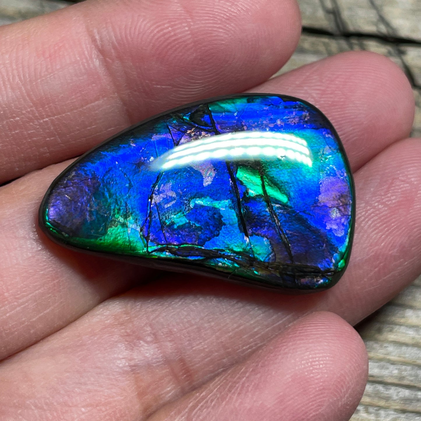 Blue Green Purple Ammolite Gemstone Cabochon Freeform Canadian Ammonite Fossil