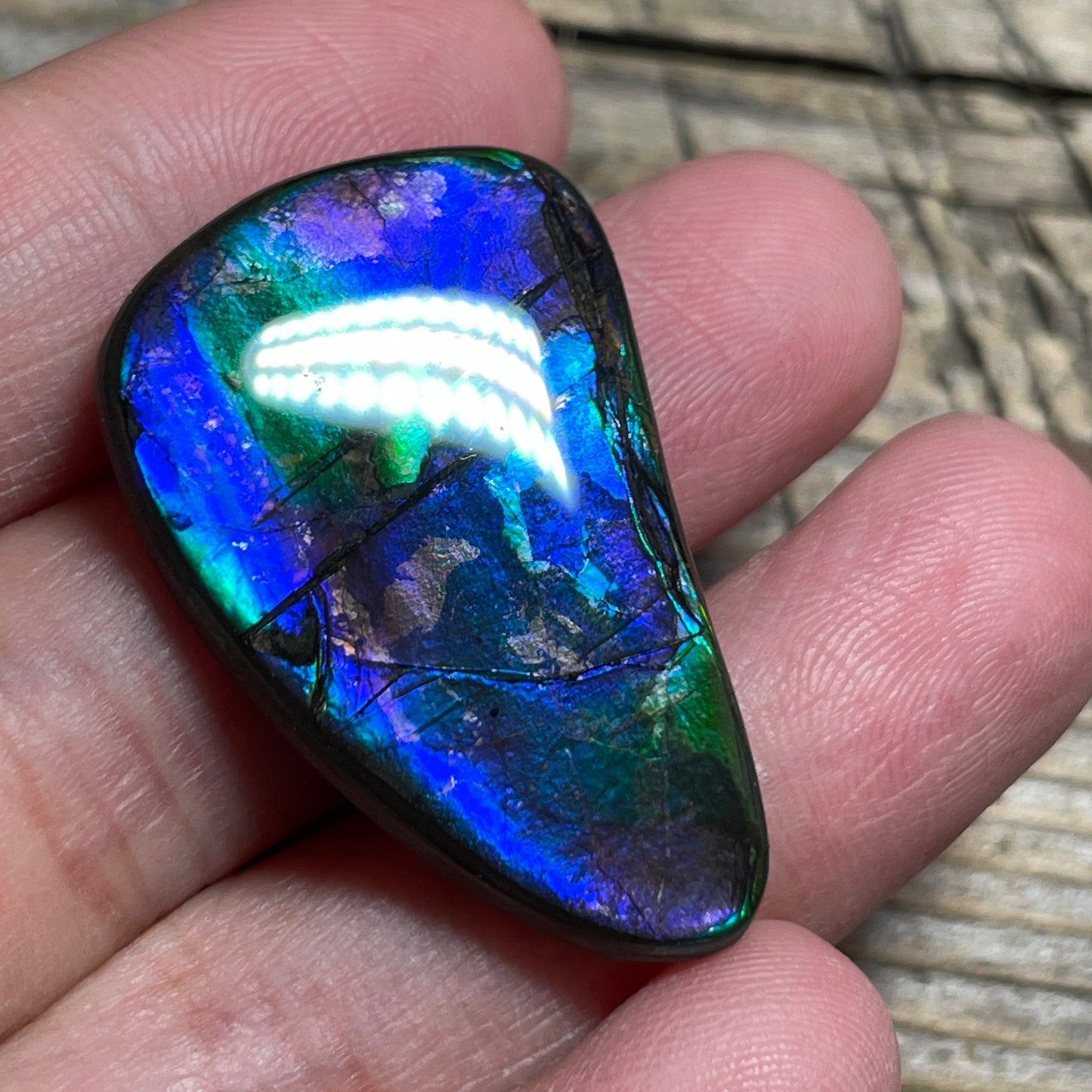 Blue Green Purple Ammolite Gemstone Cabochon Freeform Canadian Ammonite Fossil