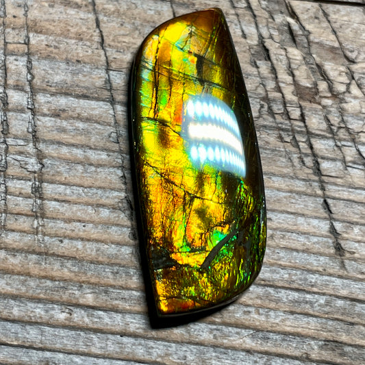 Multicoloured Ammolite Cabochon, Genuine Canadian Ammonite