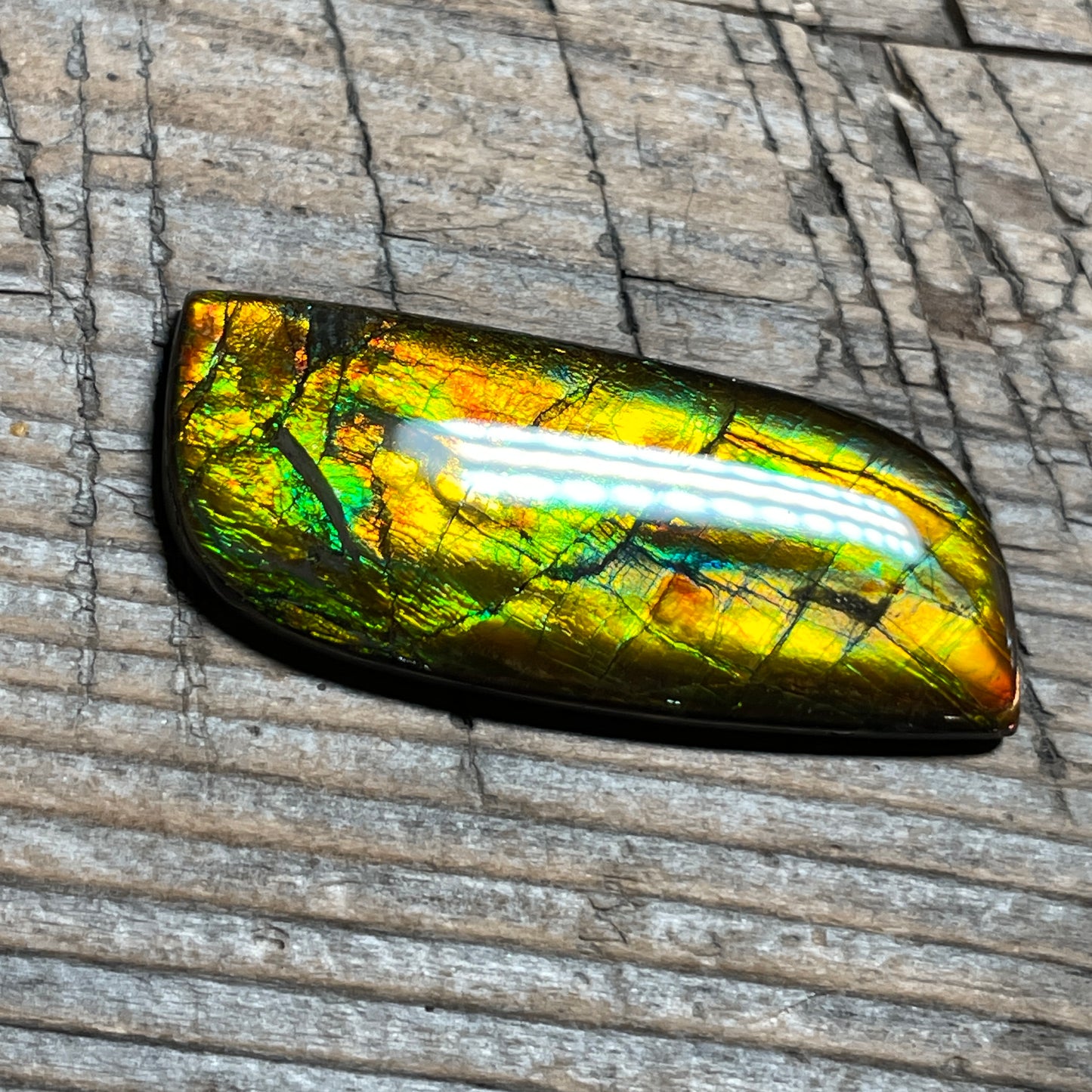 Multicoloured Ammolite Cabochon, Genuine Canadian Ammonite