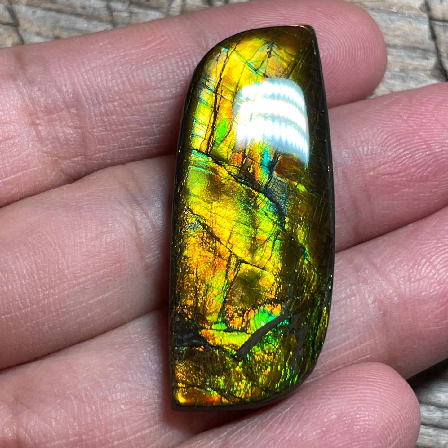 Multicoloured Ammolite Cabochon, Genuine Canadian Ammonite