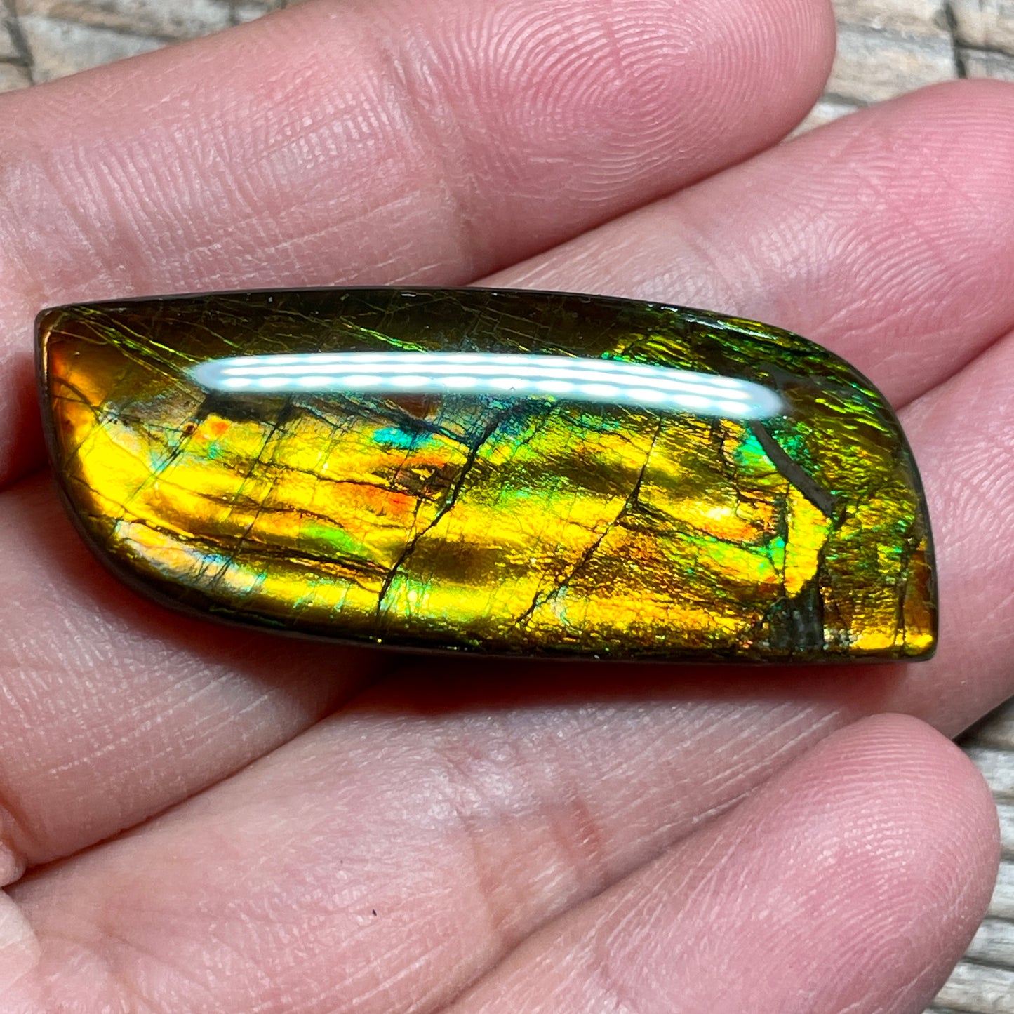 Multicoloured Ammolite Cabochon, Genuine Canadian Ammonite