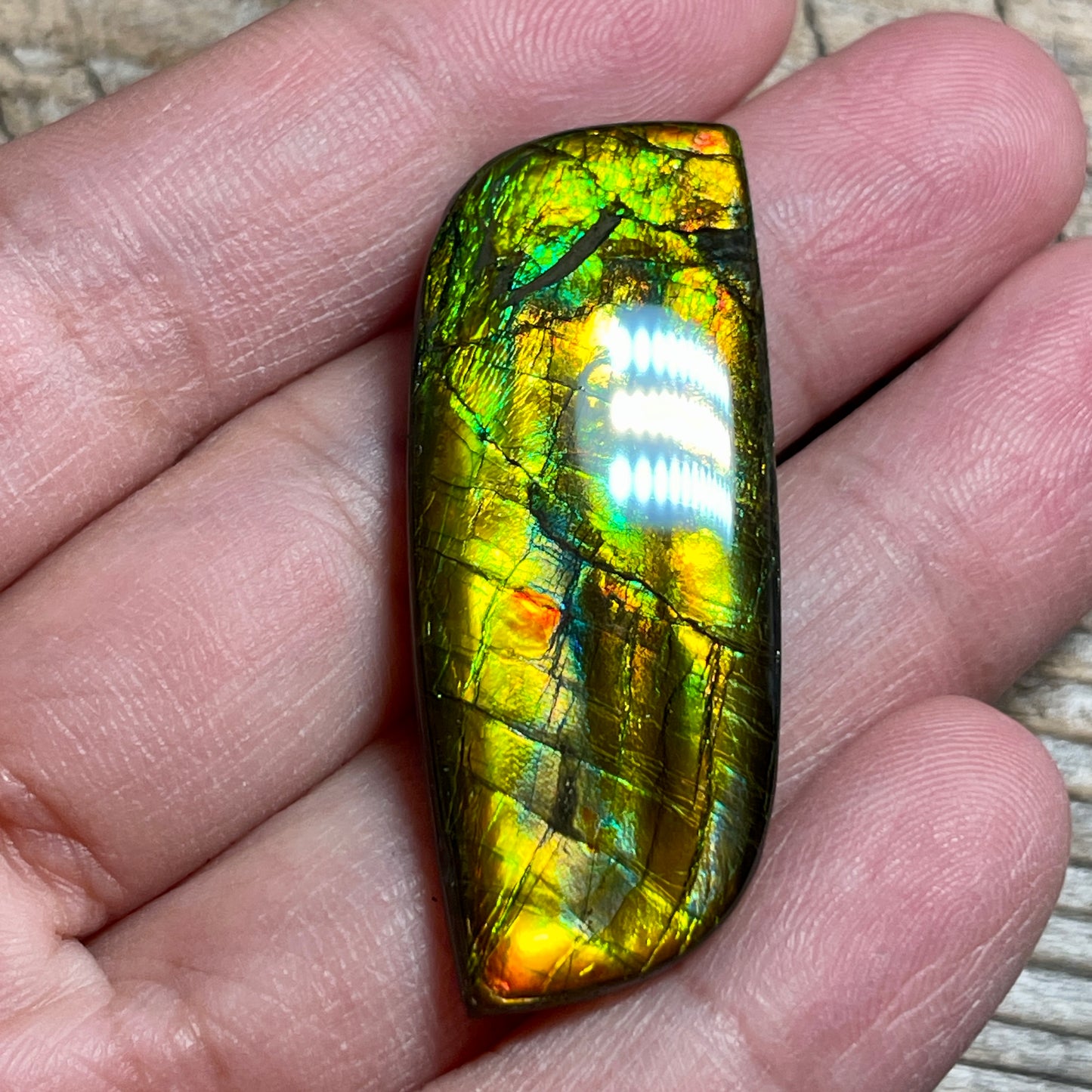 Multicoloured Ammolite Cabochon, Genuine Canadian Ammonite