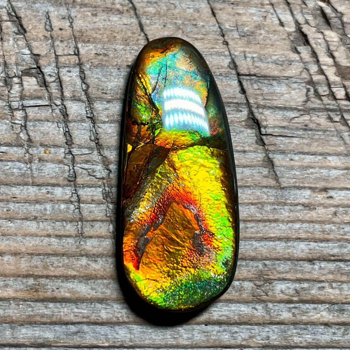 Orange Green Ammolite Cabochon, Genuine Canadian Ammonite