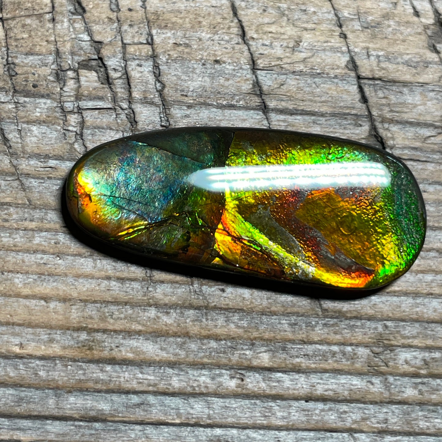 Orange Green Ammolite Cabochon, Genuine Canadian Ammonite