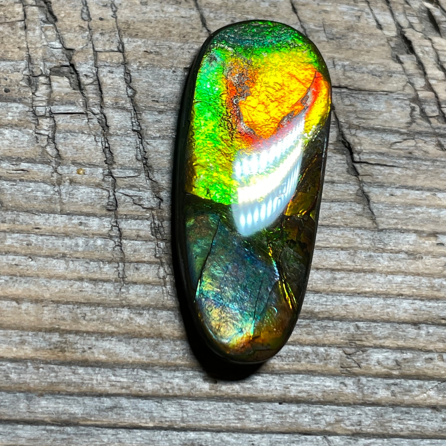 Orange Green Ammolite Cabochon, Genuine Canadian Ammonite