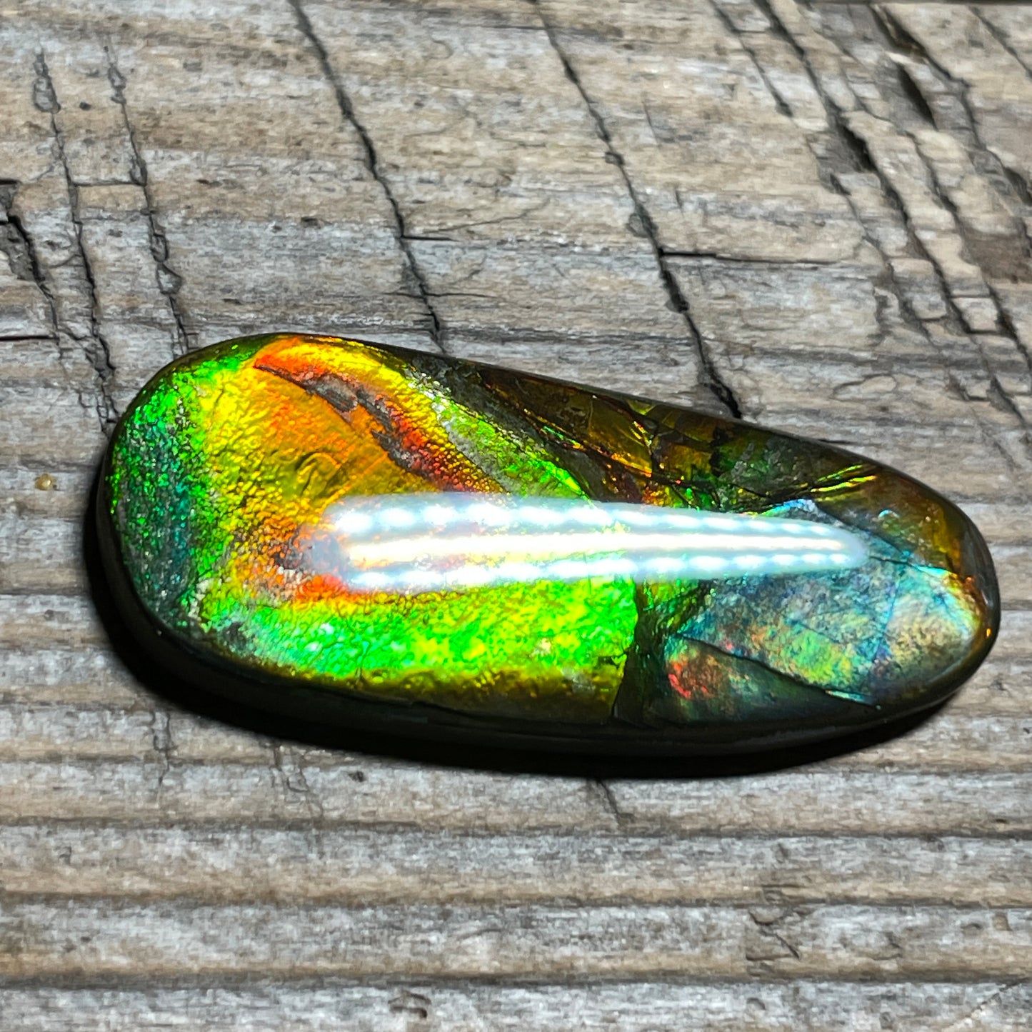 Orange Green Ammolite Cabochon, Genuine Canadian Ammonite