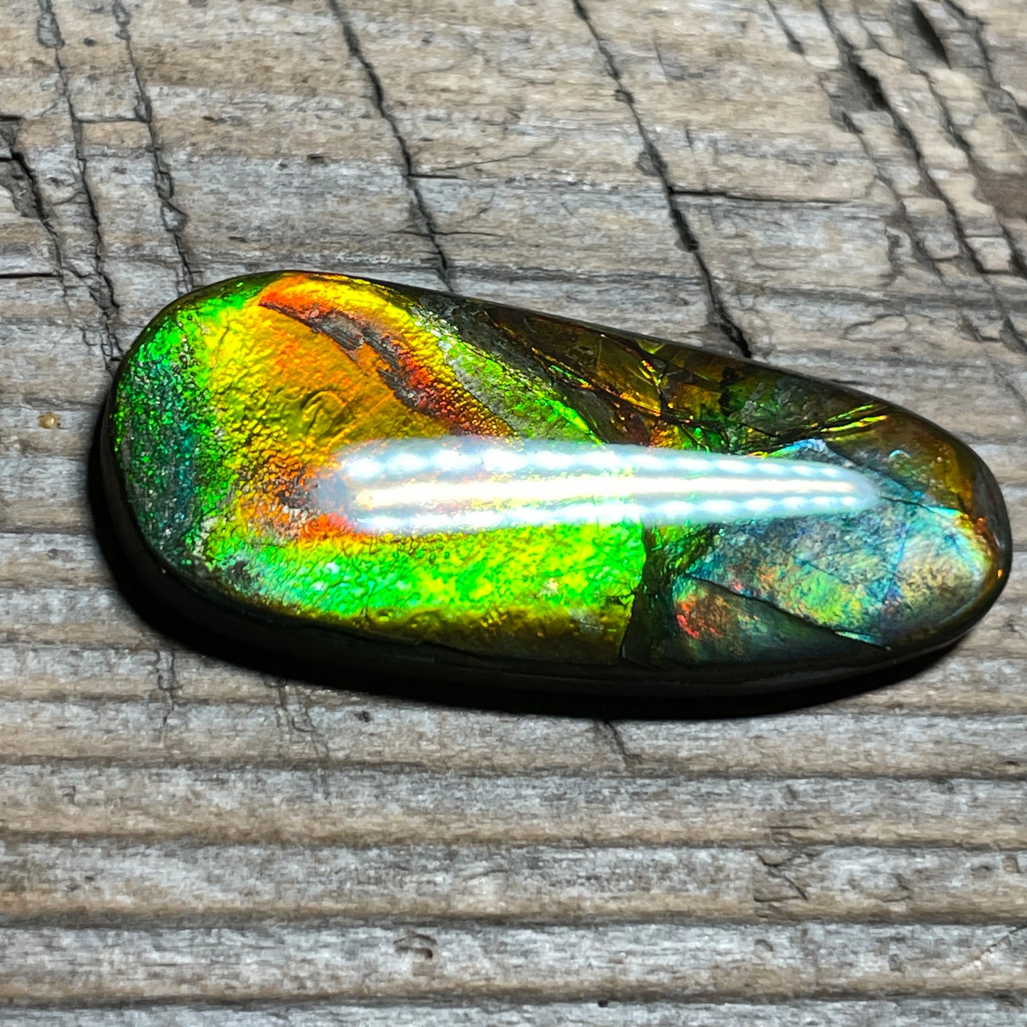 Orange Green Ammolite Cabochon, Genuine Canadian Ammonite