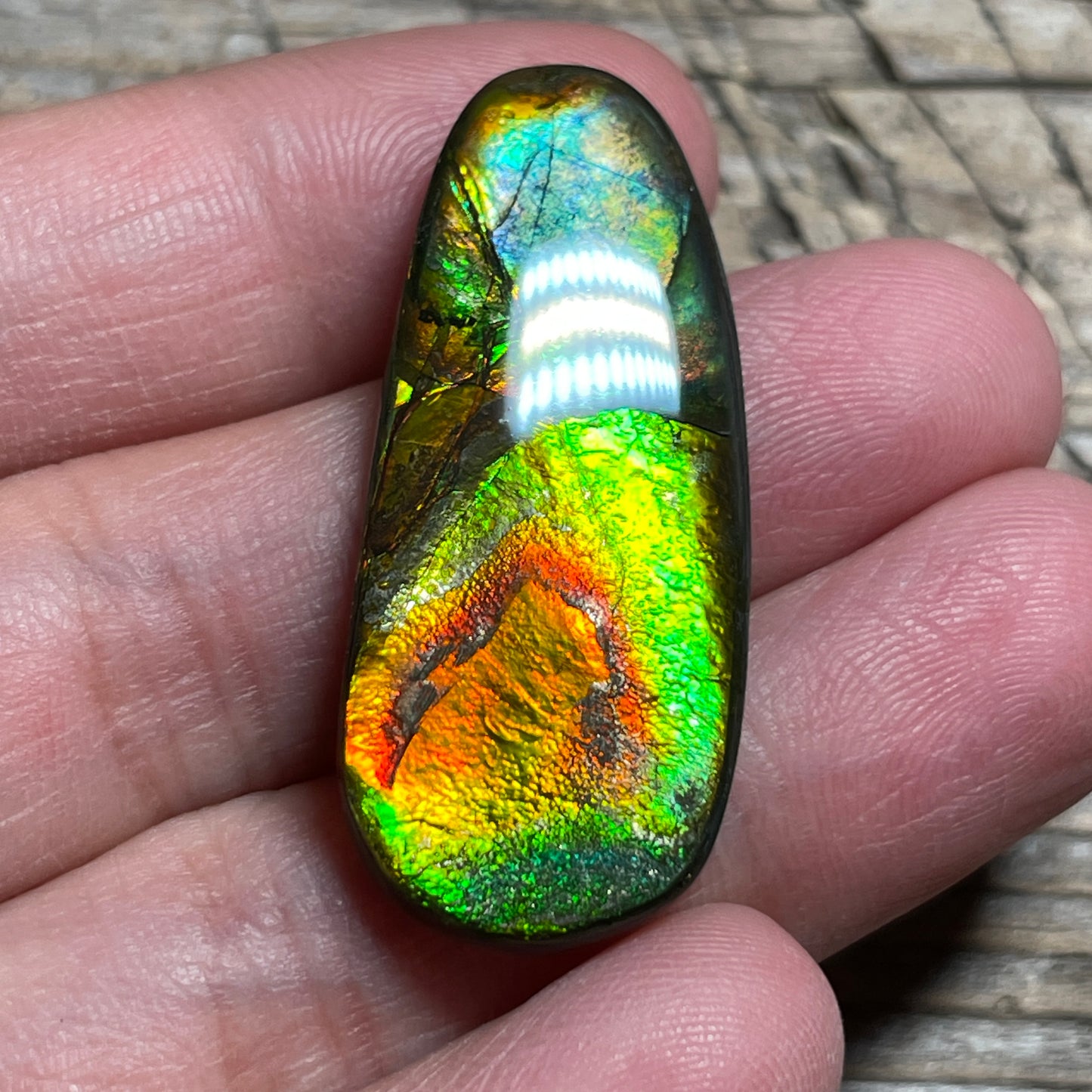 Orange Green Ammolite Cabochon, Genuine Canadian Ammonite