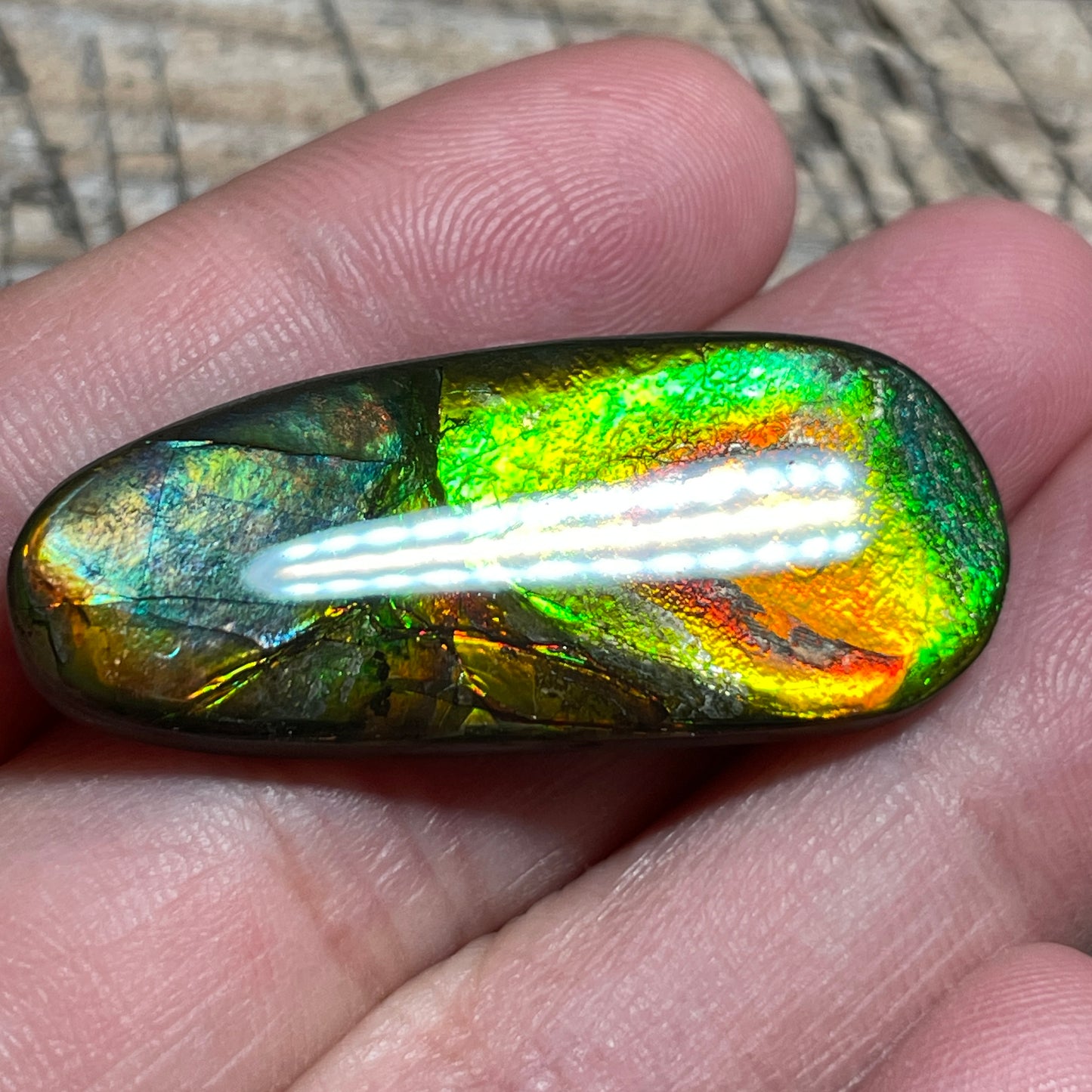 Orange Green Ammolite Cabochon, Genuine Canadian Ammonite