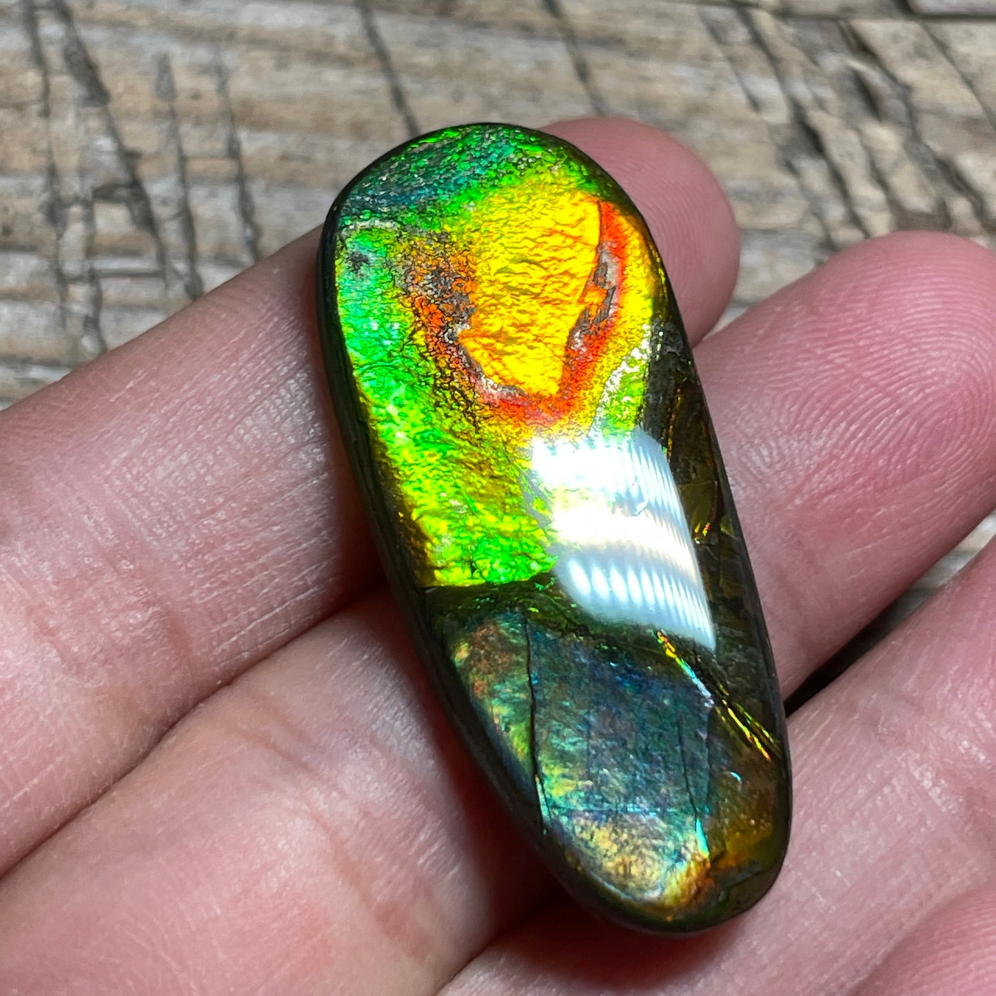 Orange Green Ammolite Cabochon, Genuine Canadian Ammonite