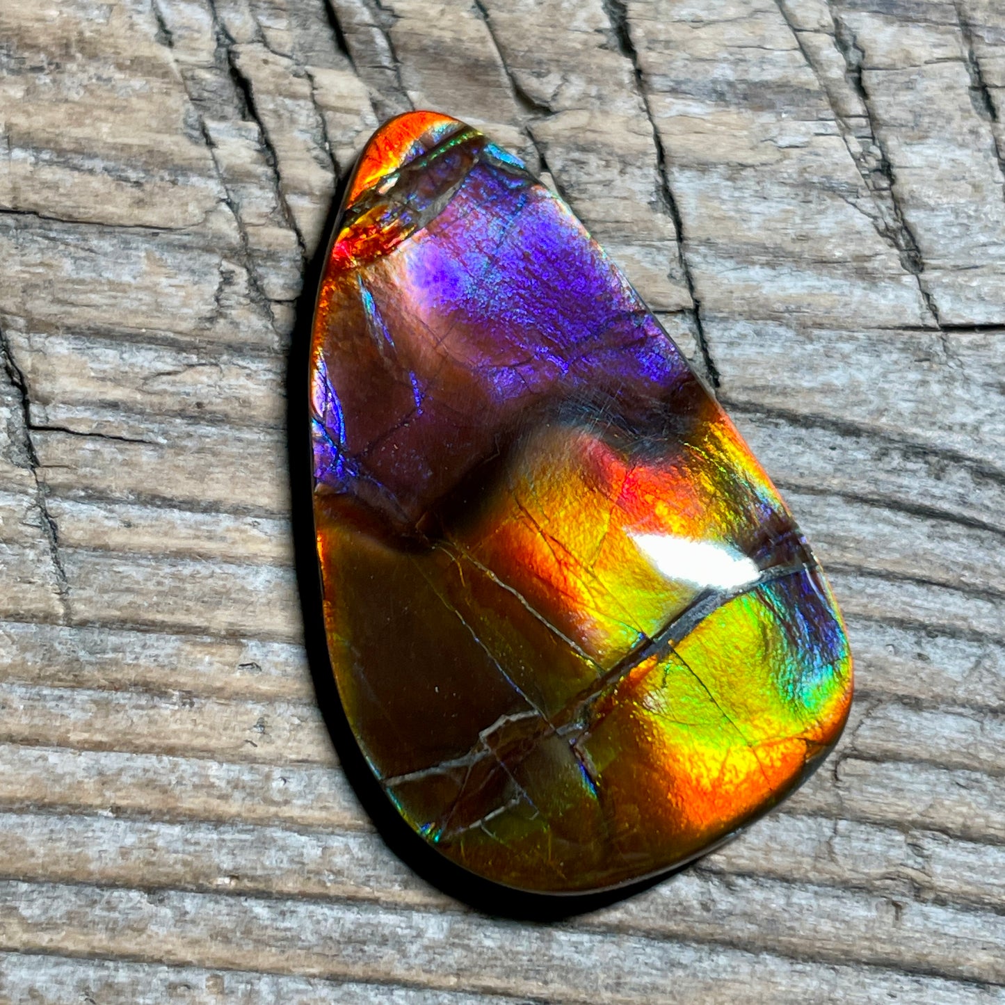 Collector's Special! Rare Pink Polished Ammolite Freeform Cabochon, Genuine Alberta Ammonite Gemstone