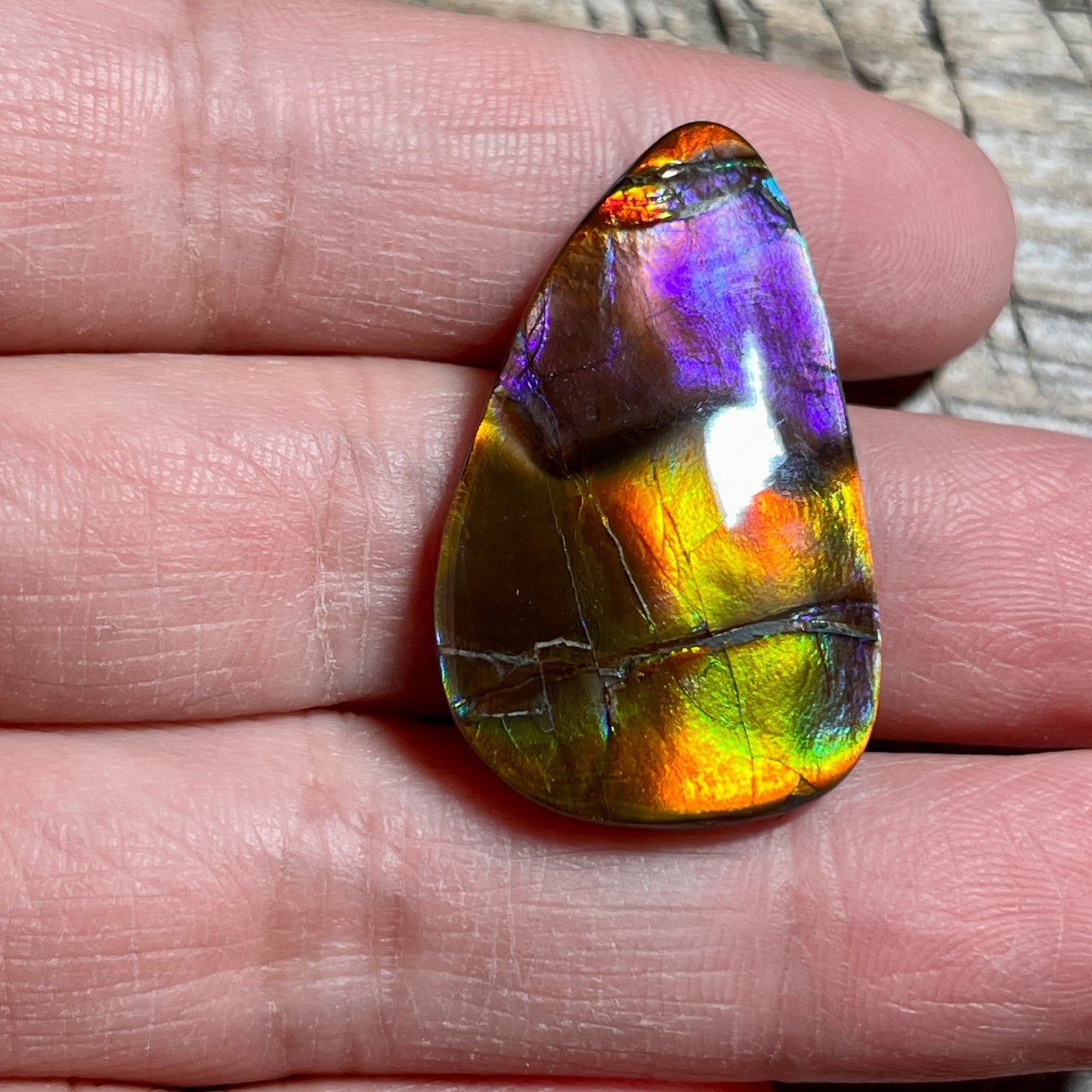 Collector's Special! Rare Pink Polished Ammolite Freeform Cabochon, Genuine Alberta Ammonite Gemstone