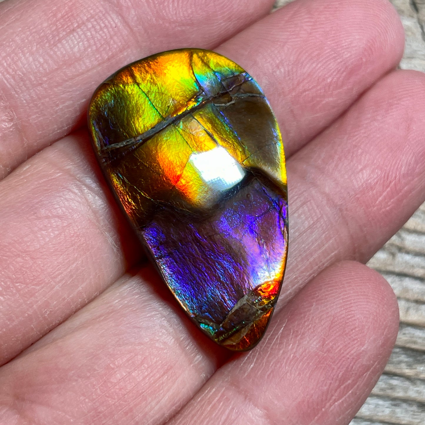 Collector's Special! Rare Pink Polished Ammolite Freeform Cabochon, Genuine Alberta Ammonite Gemstone