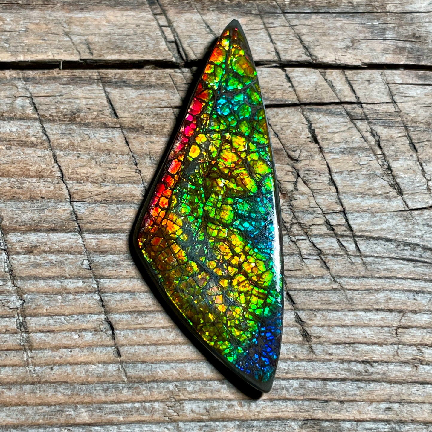 Polished Rainbow Ammolite Gemstone, Freeform Cabochon, Dragon Skin Pattern