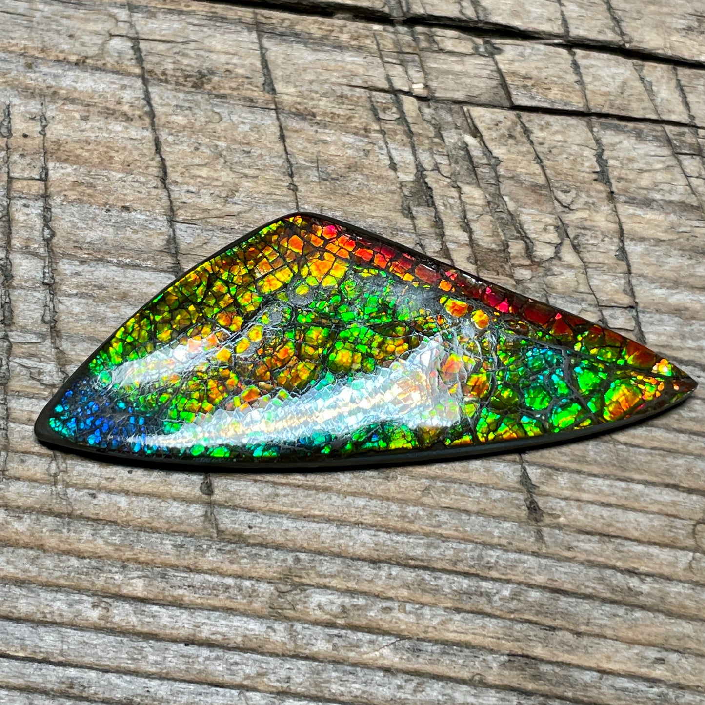 Polished Rainbow Ammolite Gemstone, Freeform Cabochon, Dragon Skin Pattern