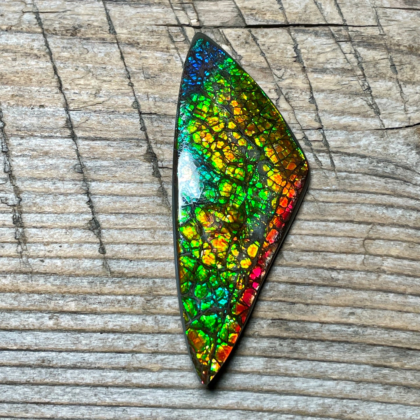 Polished Rainbow Ammolite Gemstone, Freeform Cabochon, Dragon Skin Pattern