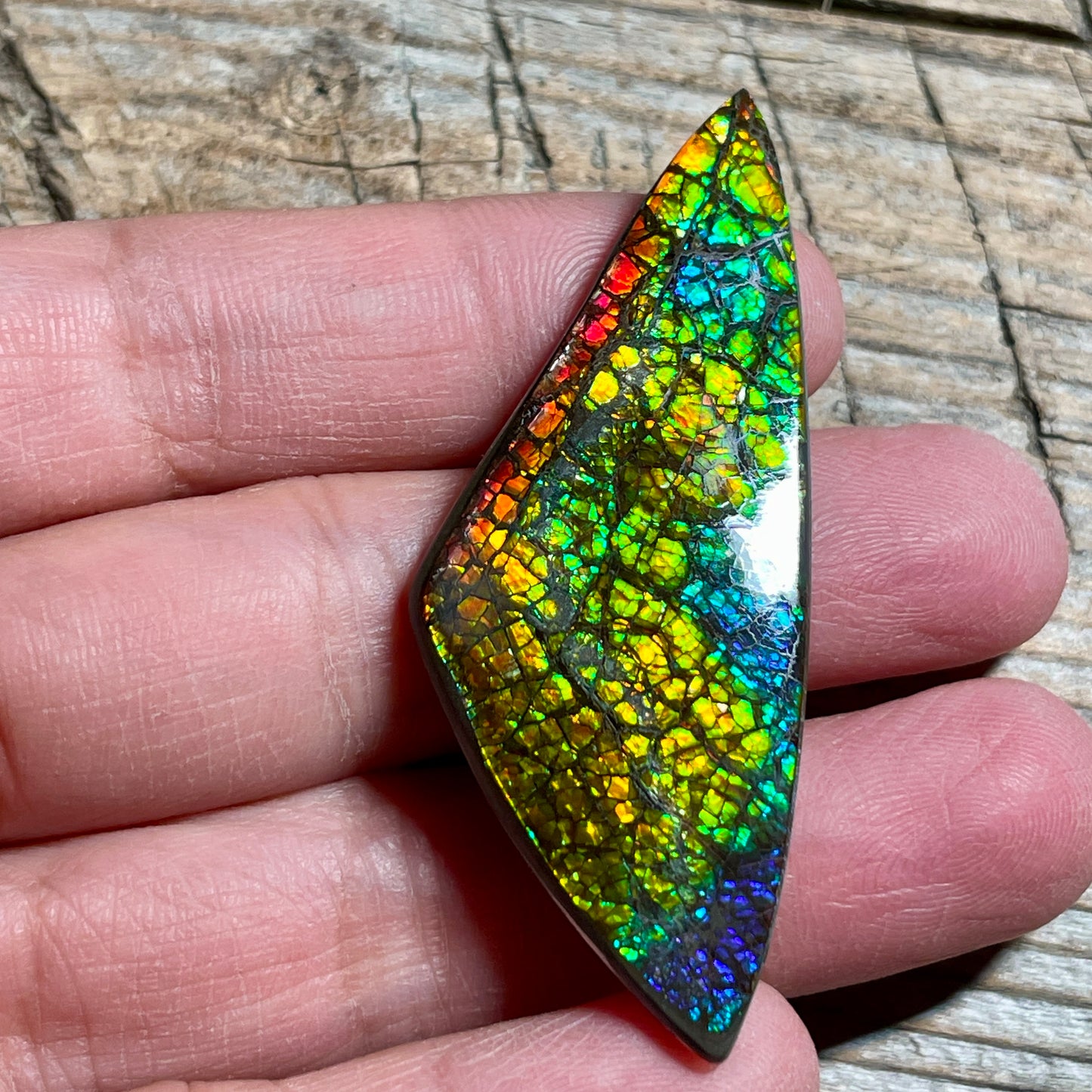 Polished Rainbow Ammolite Gemstone, Freeform Cabochon, Dragon Skin Pattern