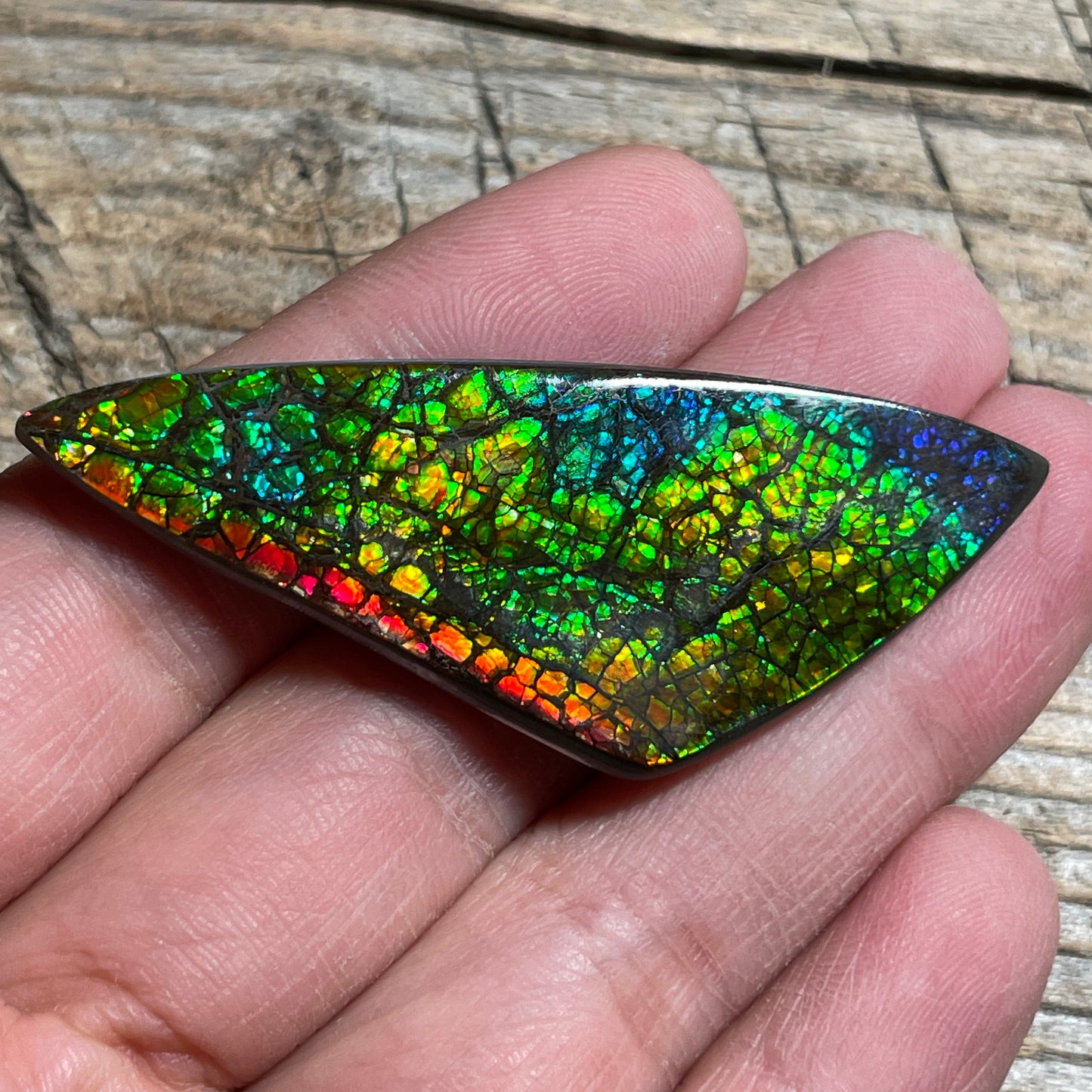 Polished Rainbow Ammolite Gemstone, Freeform Cabochon, Dragon Skin Pattern