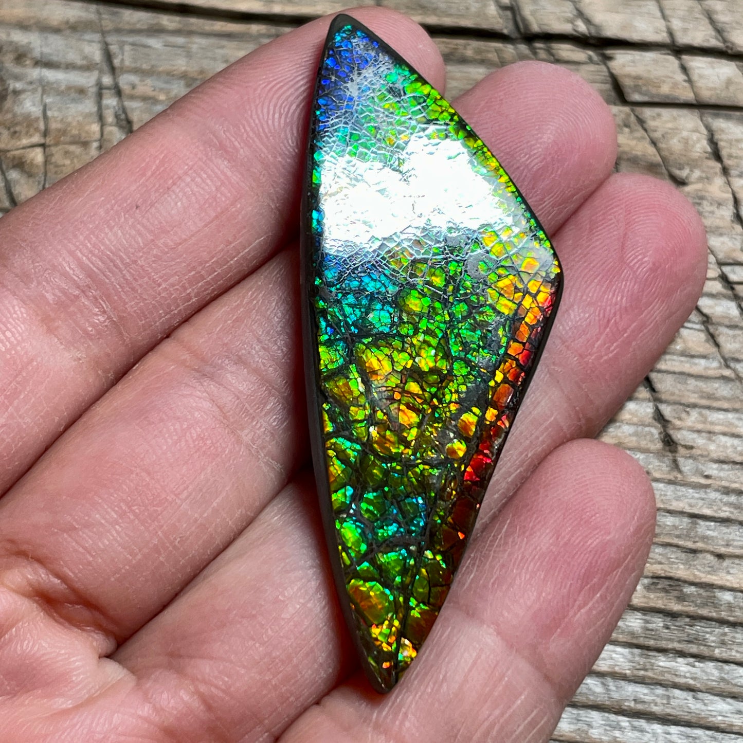 Polished Rainbow Ammolite Gemstone, Freeform Cabochon, Dragon Skin Pattern