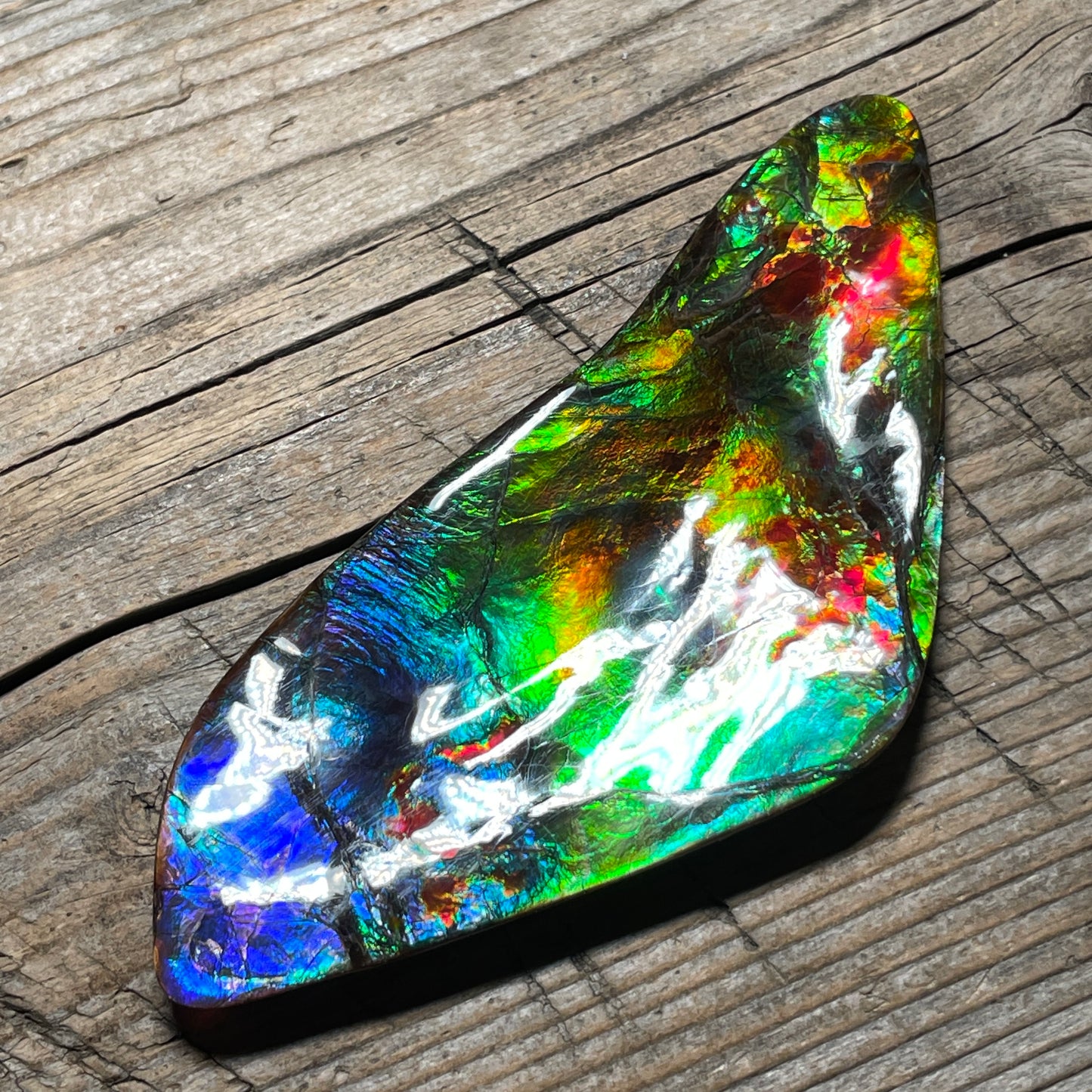 Polished Imperial Double Sided Ammolite Gem Display, Genuine Canadian Ammonite Fossil (Copy)