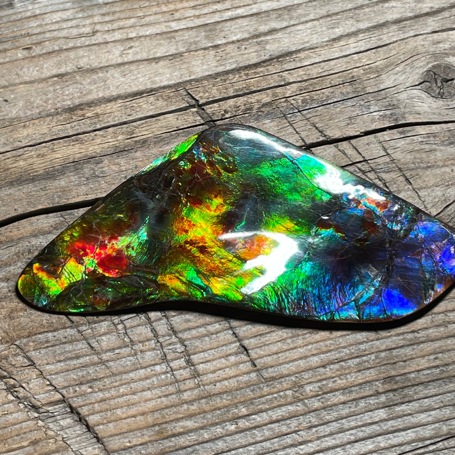 Polished Imperial Double Sided Ammolite Gem Display, Genuine Canadian Ammonite Fossil (Copy)