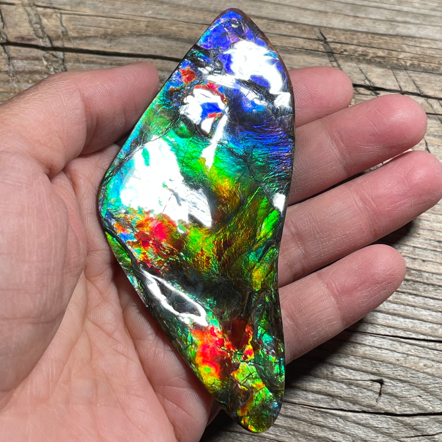 Polished Imperial Double Sided Ammolite Gem Display, Genuine Canadian Ammonite Fossil (Copy)