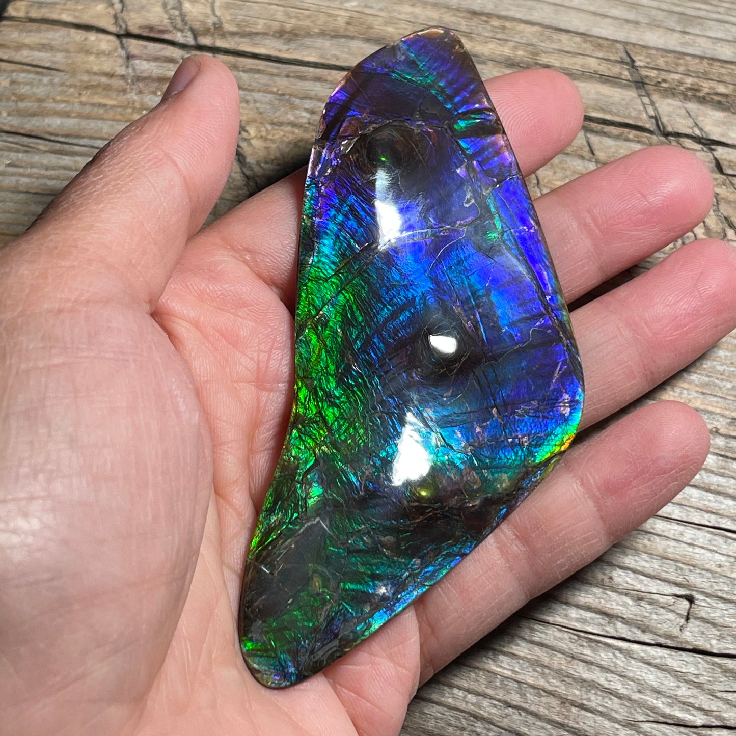 Polished Imperial Double Sided Ammolite Gem Display, Genuine Canadian Ammonite Fossil (Copy)