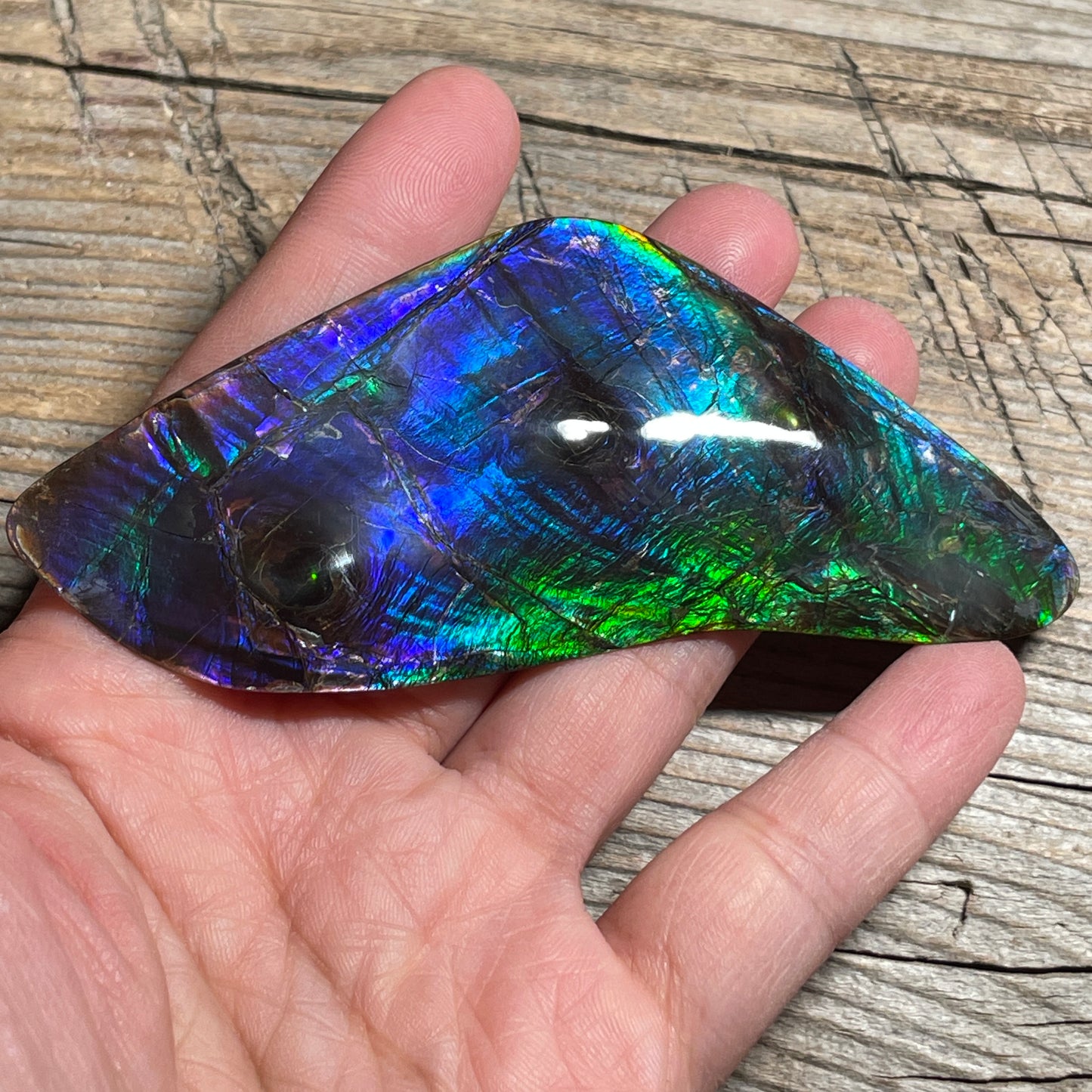 Polished Imperial Double Sided Ammolite Gem Display, Genuine Canadian Ammonite Fossil (Copy)