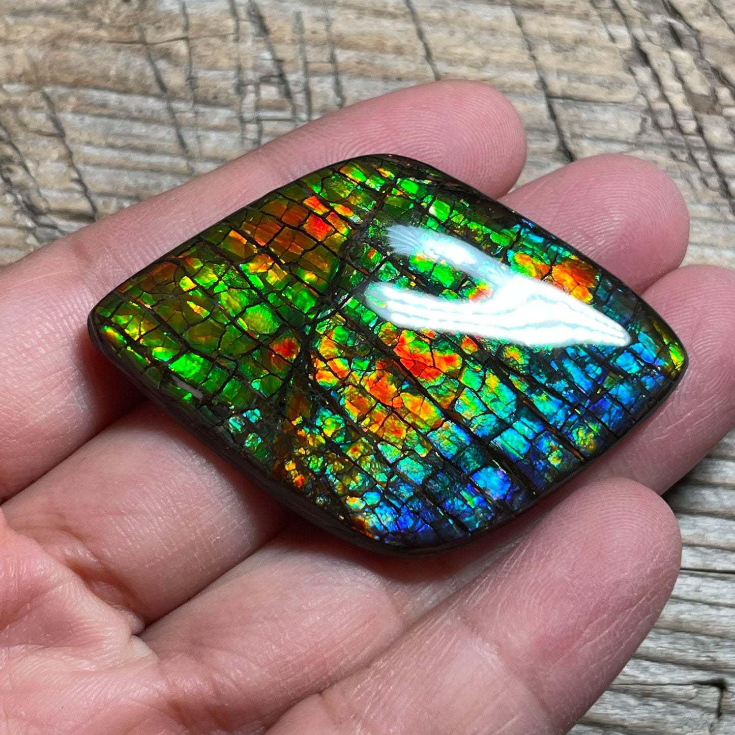 Rainbow Ammolite Gemstone, Freeform Cabochon, Dragon Skin Pattern