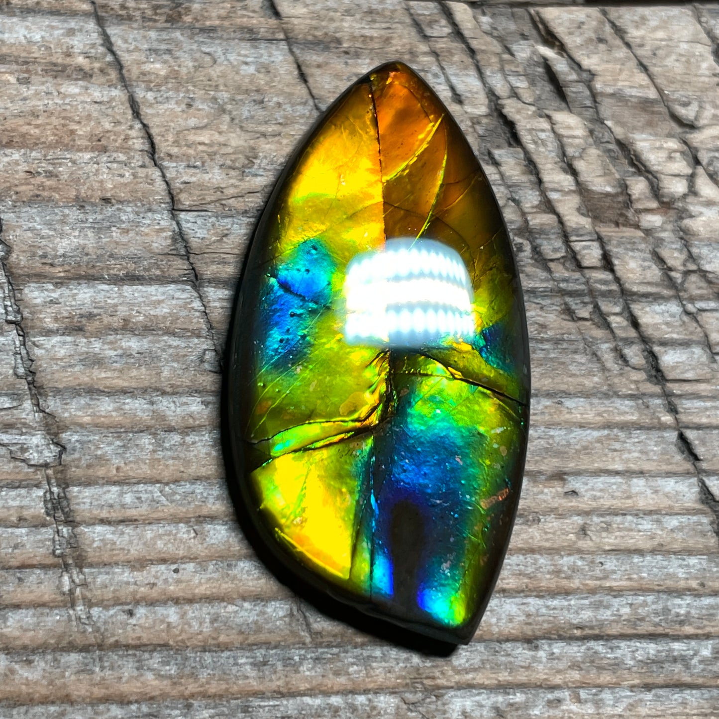 Rainbow Ammolite Gemstone, Freeform Cabochon, Canadian Ammonite Fossil