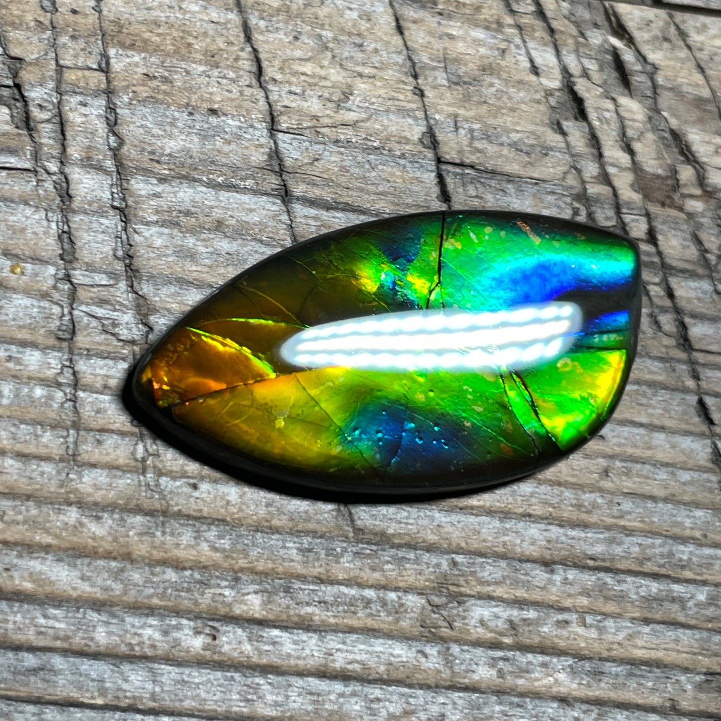 Rainbow Ammolite Gemstone, Freeform Cabochon, Canadian Ammonite Fossil