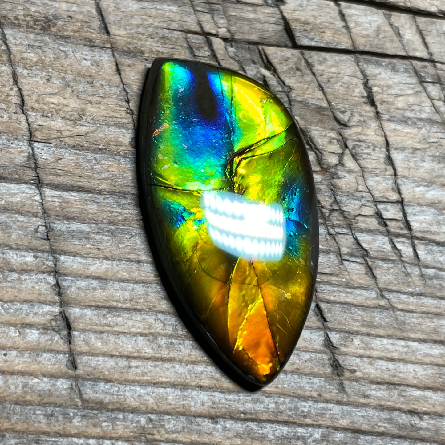 Rainbow Ammolite Gemstone, Freeform Cabochon, Canadian Ammonite Fossil