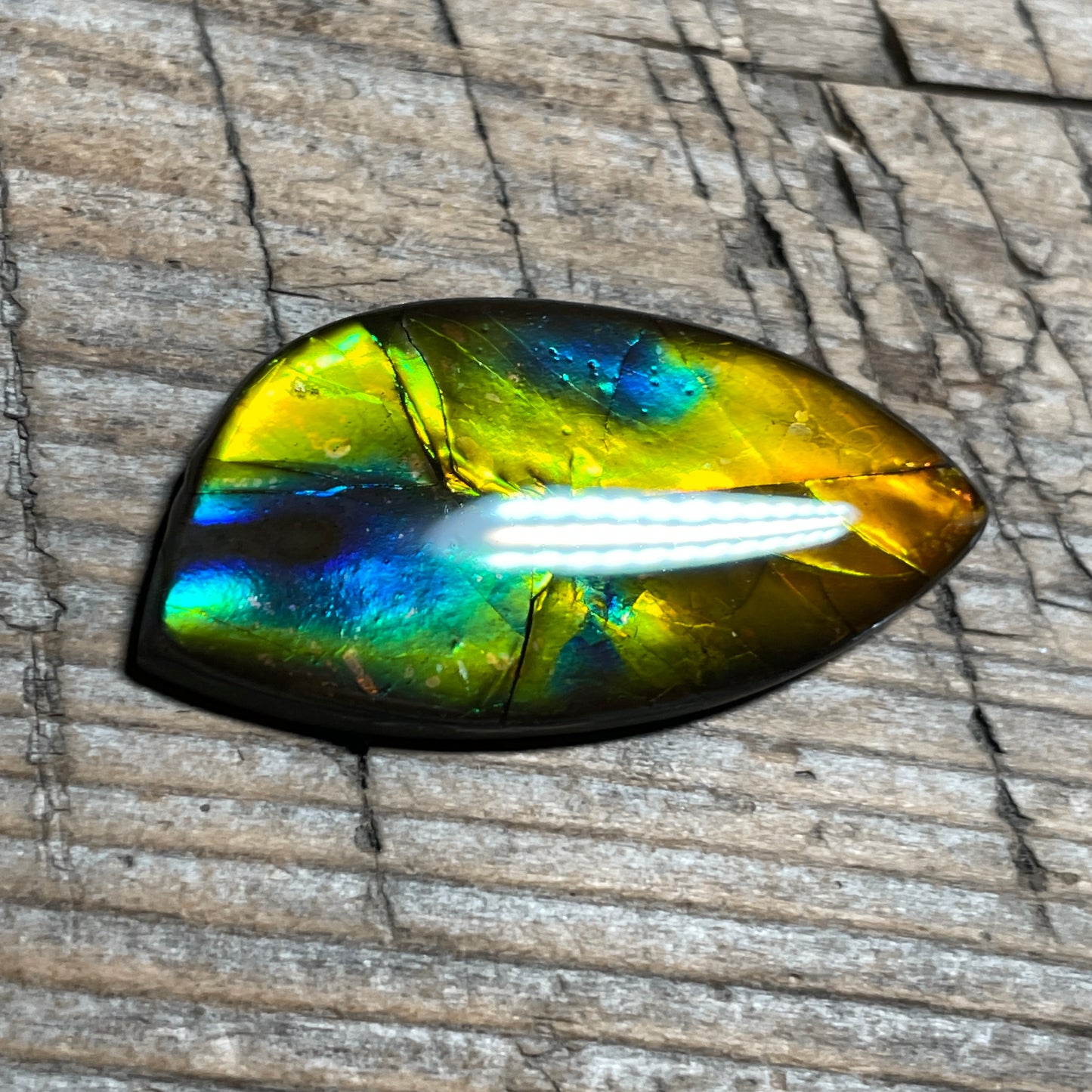 Rainbow Ammolite Gemstone, Freeform Cabochon, Canadian Ammonite Fossil