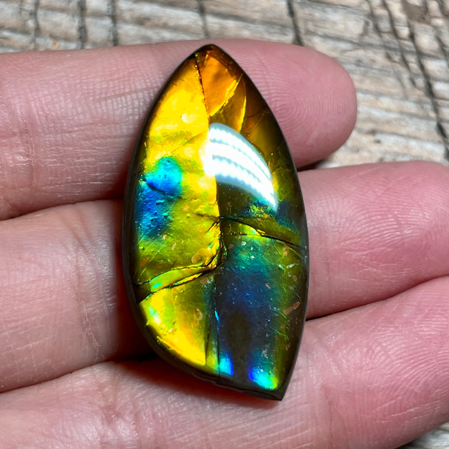 Rainbow Ammolite Gemstone, Freeform Cabochon, Canadian Ammonite Fossil