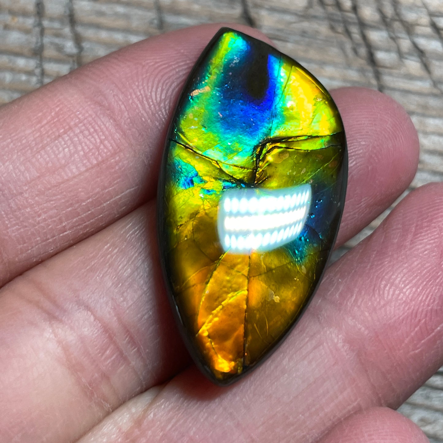 Rainbow Ammolite Gemstone, Freeform Cabochon, Canadian Ammonite Fossil