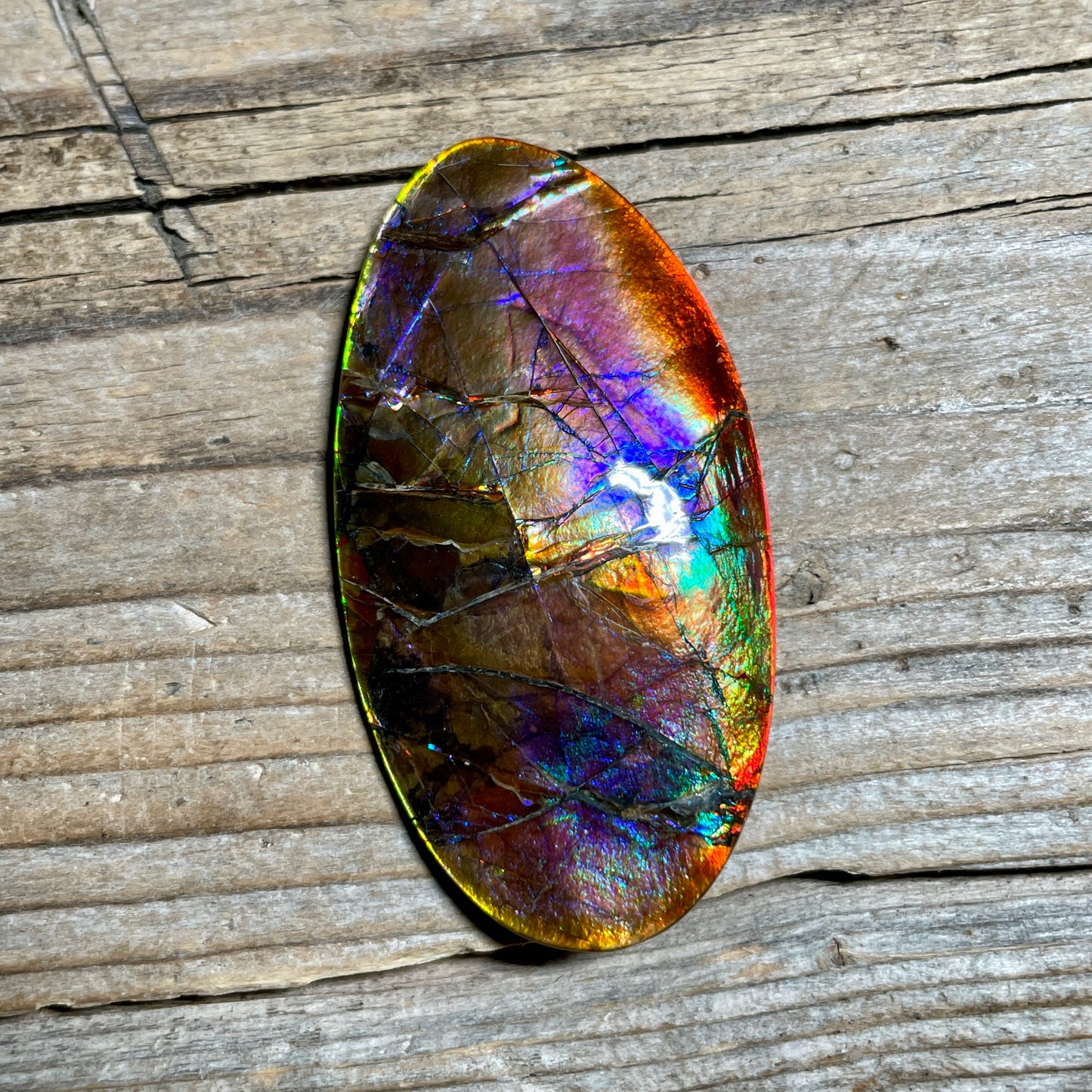 Collector's Special! Rare Pink Polished Ammolite Freeform Cabochon, Genuine Alberta Ammonite Gemstone