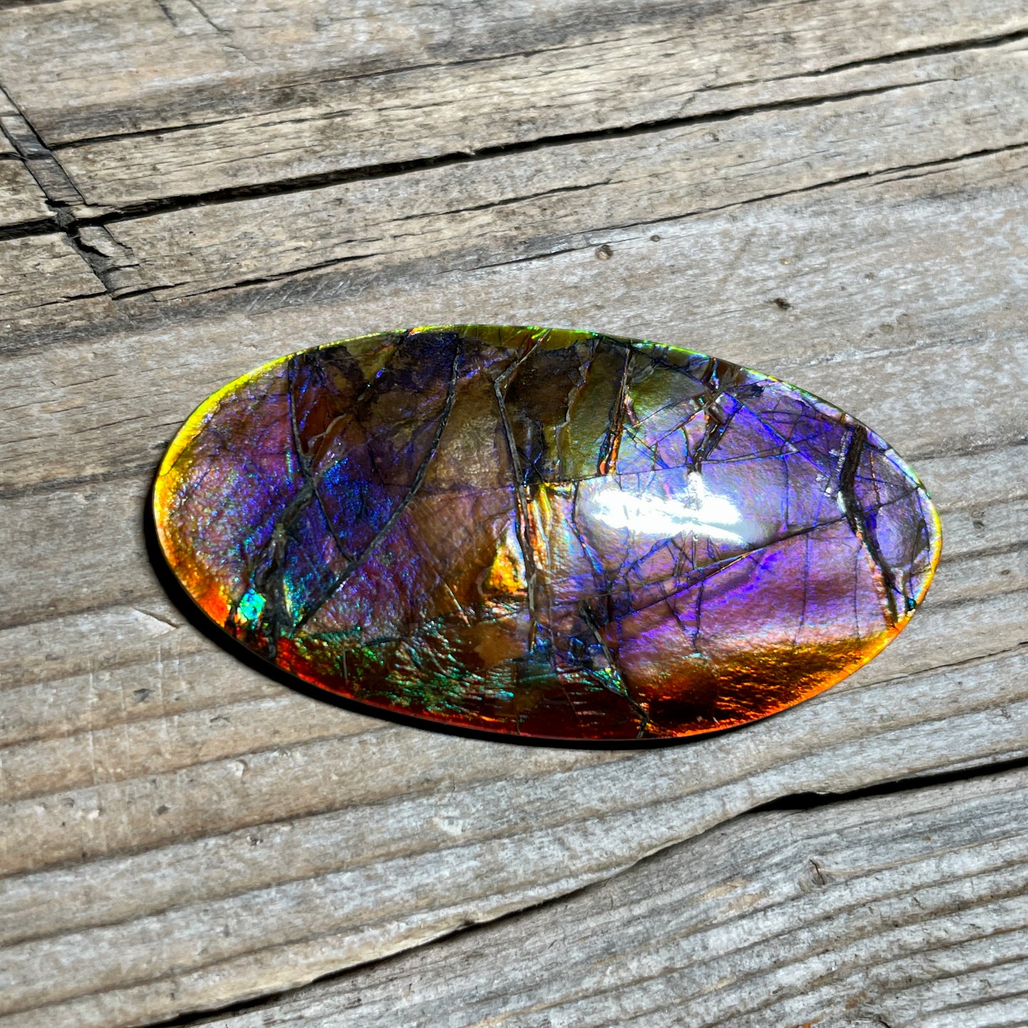 Collector's Special! Rare Pink Polished Ammolite Freeform Cabochon, Genuine Alberta Ammonite Gemstone