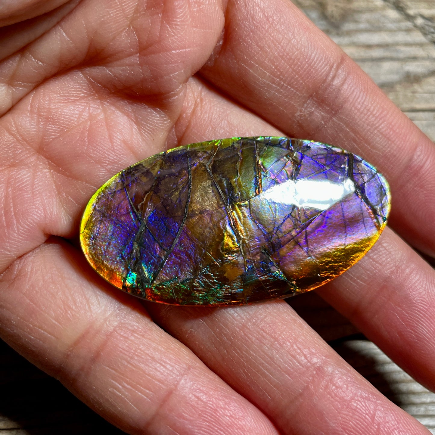 Collector's Special! Rare Pink Polished Ammolite Freeform Cabochon, Genuine Alberta Ammonite Gemstone